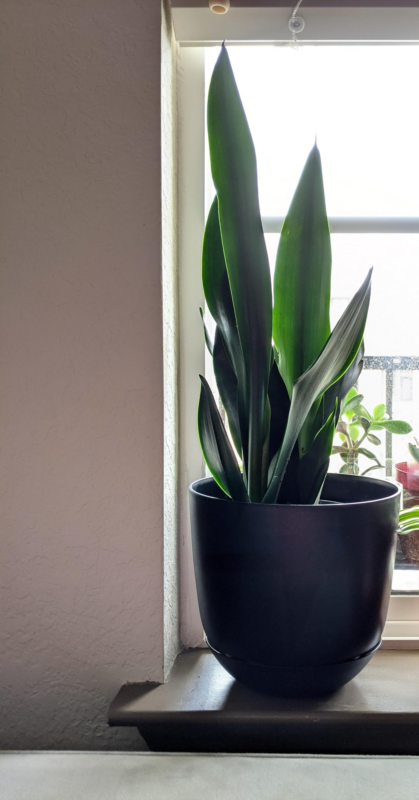 Snake plant indoor live plant large (Green snake plant), Indoor - Plant for Office, Bedroom, Living Room, Dining Room, Nursery (Pack of 2 Live plant) With 5 Inch pot-image-42