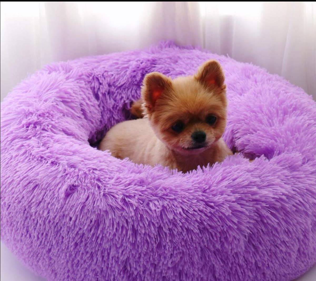 Segle Donut Hundebett – Weiches, Rundes Haustierbett Mit Rutschfester Unterseite, Violett 60x60 Cm
