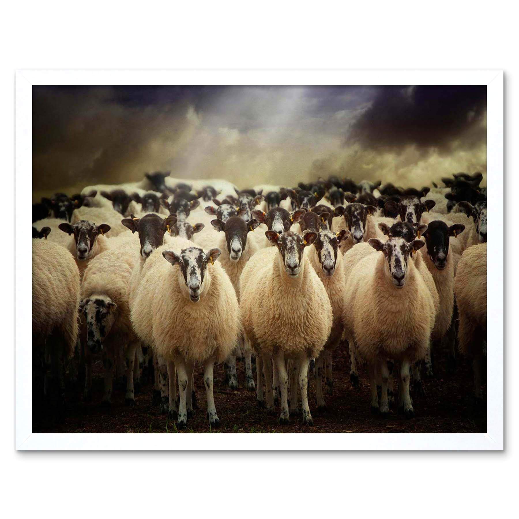 Wee Blue Coo Sheep Flock Farm Animal Art Print Framed Poster Wall Decor 12X16 Inch