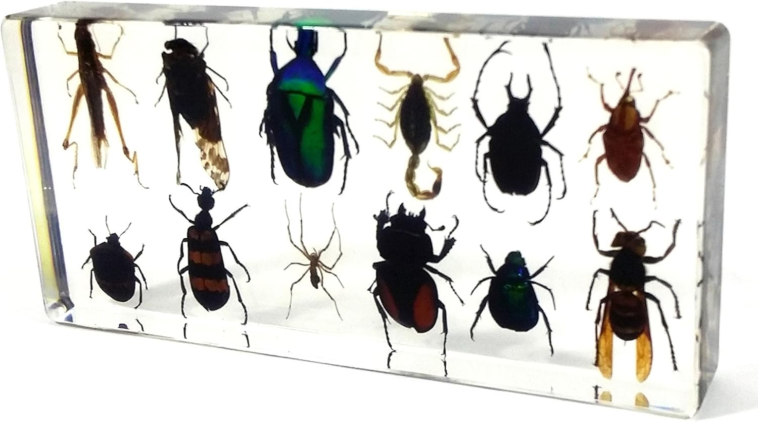 REALBUG 12 Bugs Collection Desk Decoration