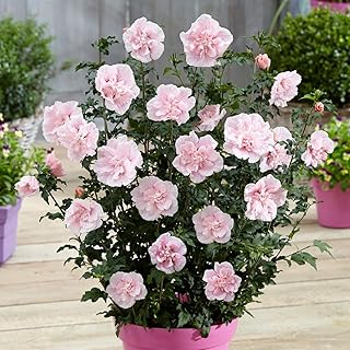 You Garden - 1 x Double Flowered Hibiscus 'Chiffon Pink' in a 3L Pot - Potted Hibiscus Plants for Gardens Supplied as 1 x Garden Ready Established Plant Ready to Plant Out