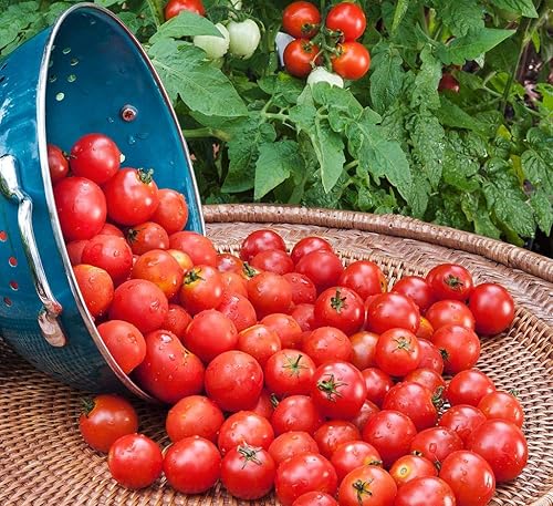 Miniatura 3 de Semillas Verduras de Tomate Rojo - 50 Semillas