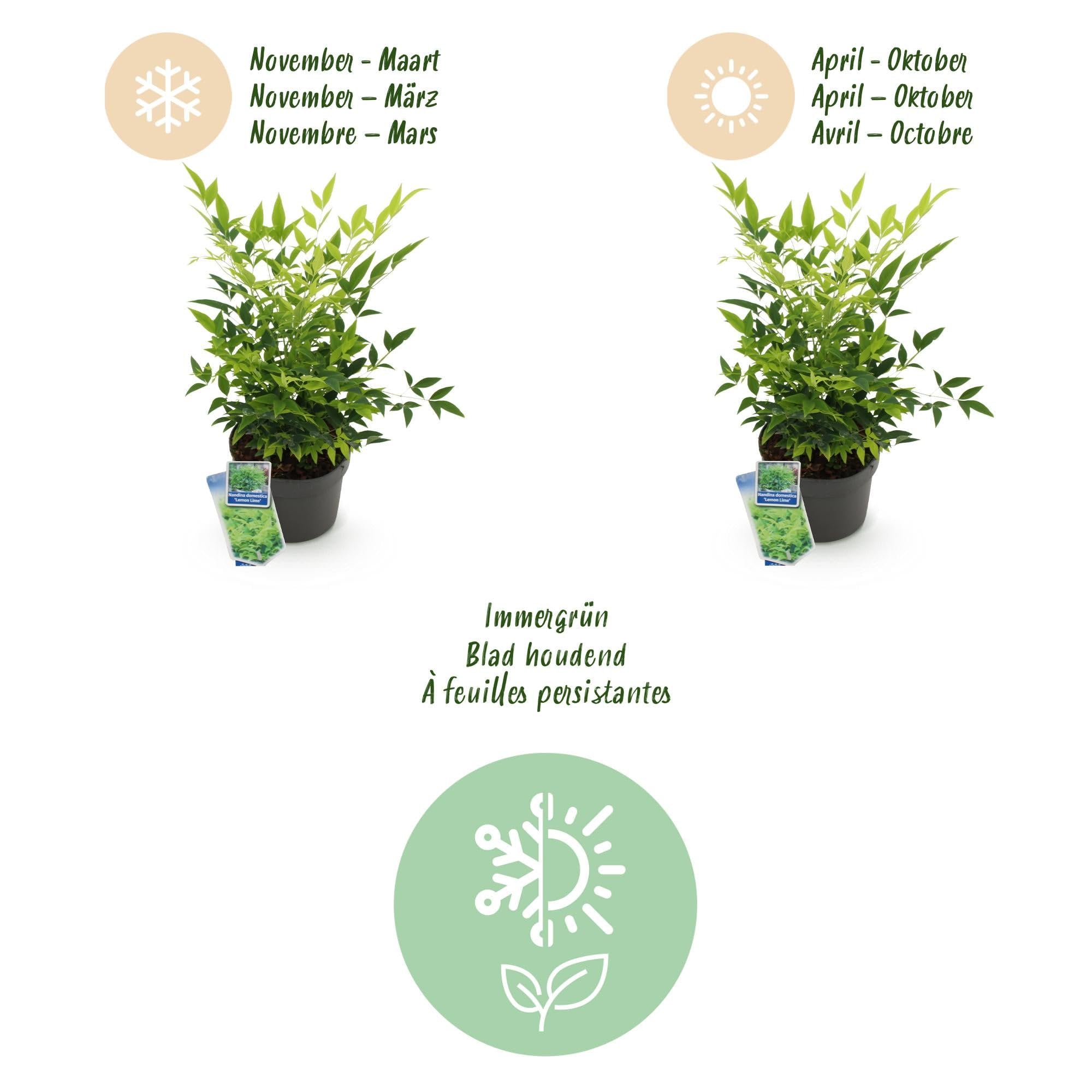 Bambus Nandina Duo – żółty i czerwony – 2 rośliny – wiecznie zielony – łatwy w pielęgnacji – 17 cm, wysokość 45 cm