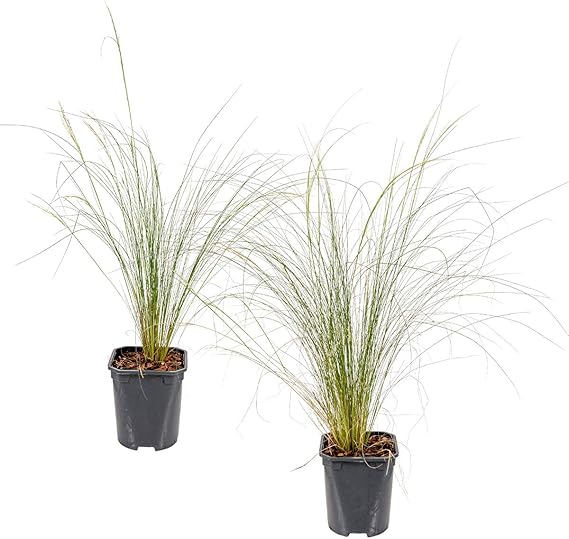 2x Stipa tenuifolia 'Ponytails' Federgras Ziergräser Winterhart