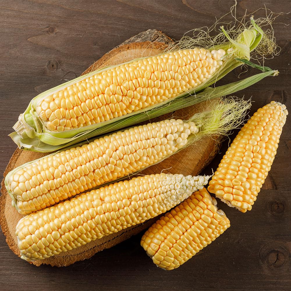 Sweet Corn Prelude F1 Seeds – Highly Productive, Super Sweet Type – RHS Award of Garden Merit – for Your Beautiful Kitchen Garden