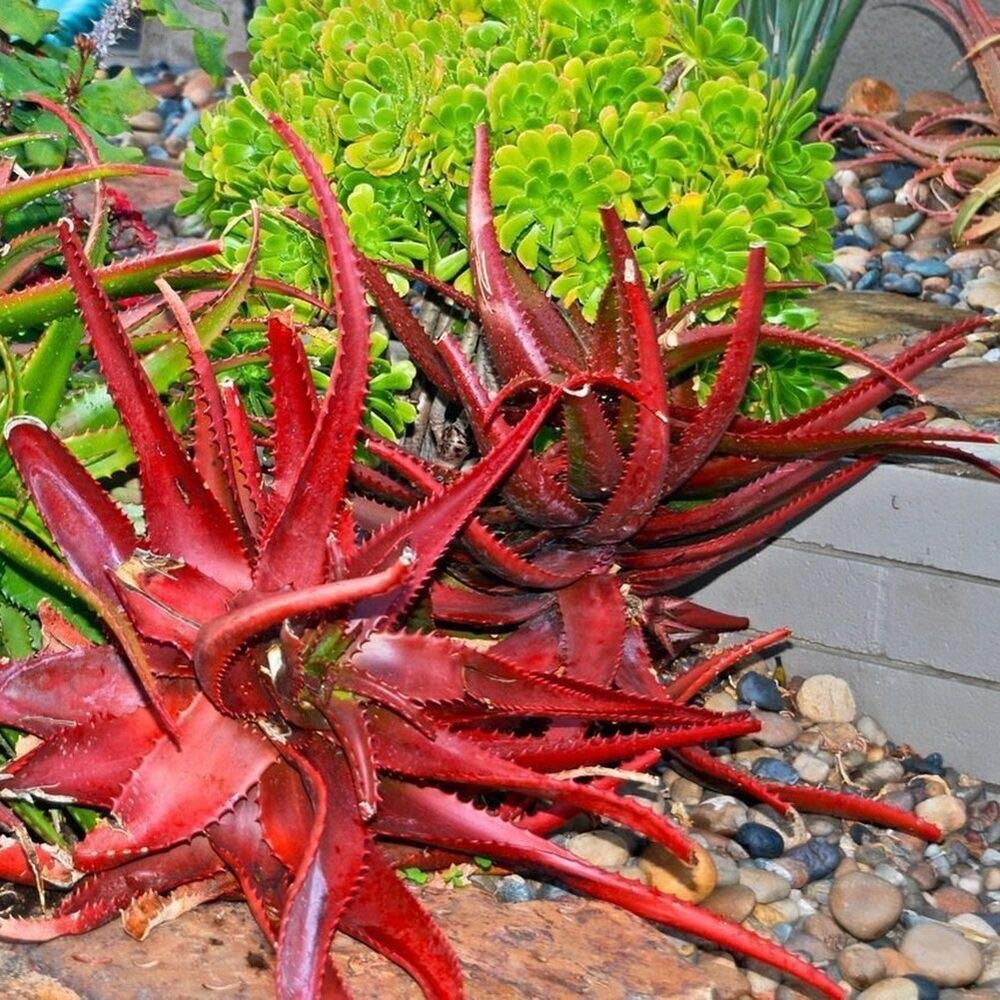 M-Tech Gardens Red Aloe Cameronii Seeds - Set of 10 Dry Seeds