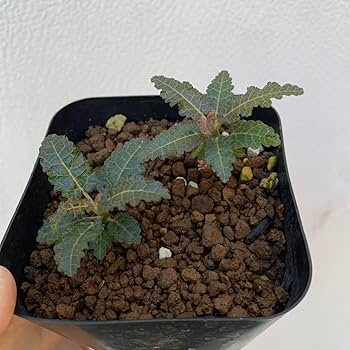 Amazon.co.jp: bosmwellia nana ボスウェリア ナナ 国内実生 04 2苗