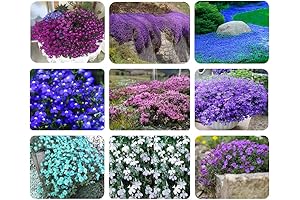 Creeping Thyme Seeds Mix for Planting and Growing Ground Cover