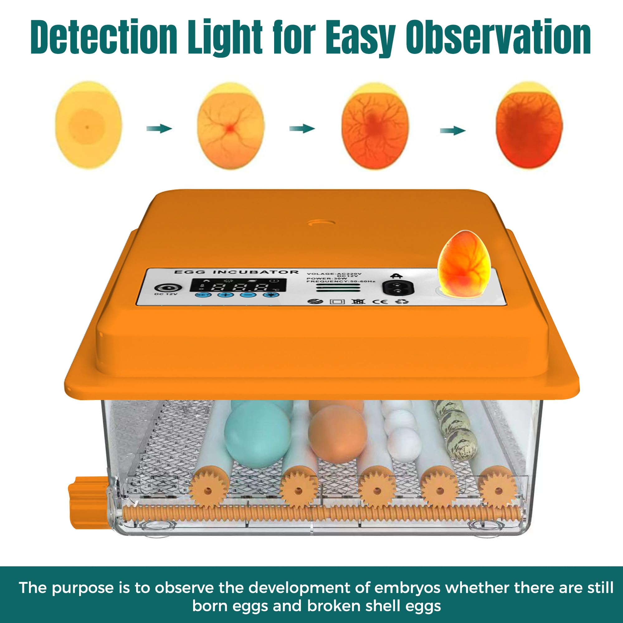 Incubadora de Huevos Automática 24-36 Huevos, Couveuse con Control de Temperatura, Rodillos Ajustables, Llenado de Agua Automático y Ovoscopio Integrado, Naranja