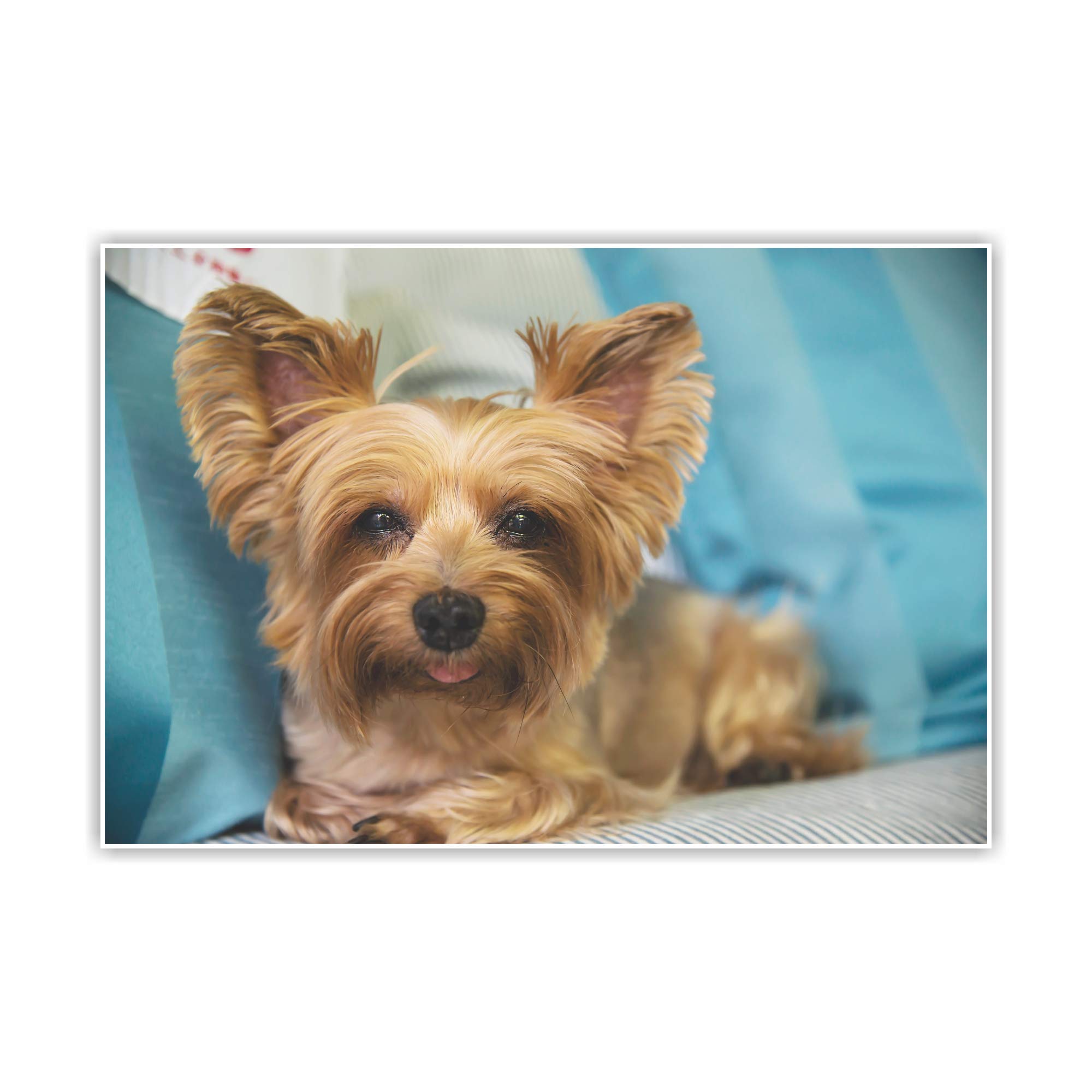 Anne Print Solutions® Yorkshire Dog Poster (Without Frame) For Wall Poster Home Decor & Office Decor Pack Of 1 Pcs Size 13 Inch*X 19 Inch* Multicolour