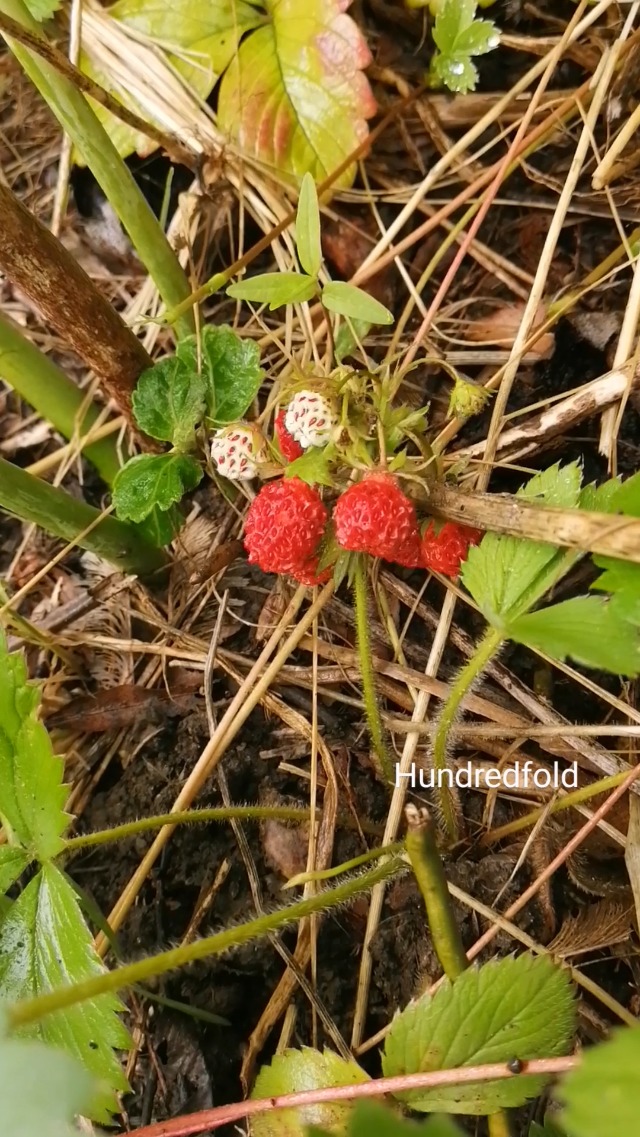 Hundredfold Wild Strawberry 1 Bare-Root Live Plant - Non-GMO