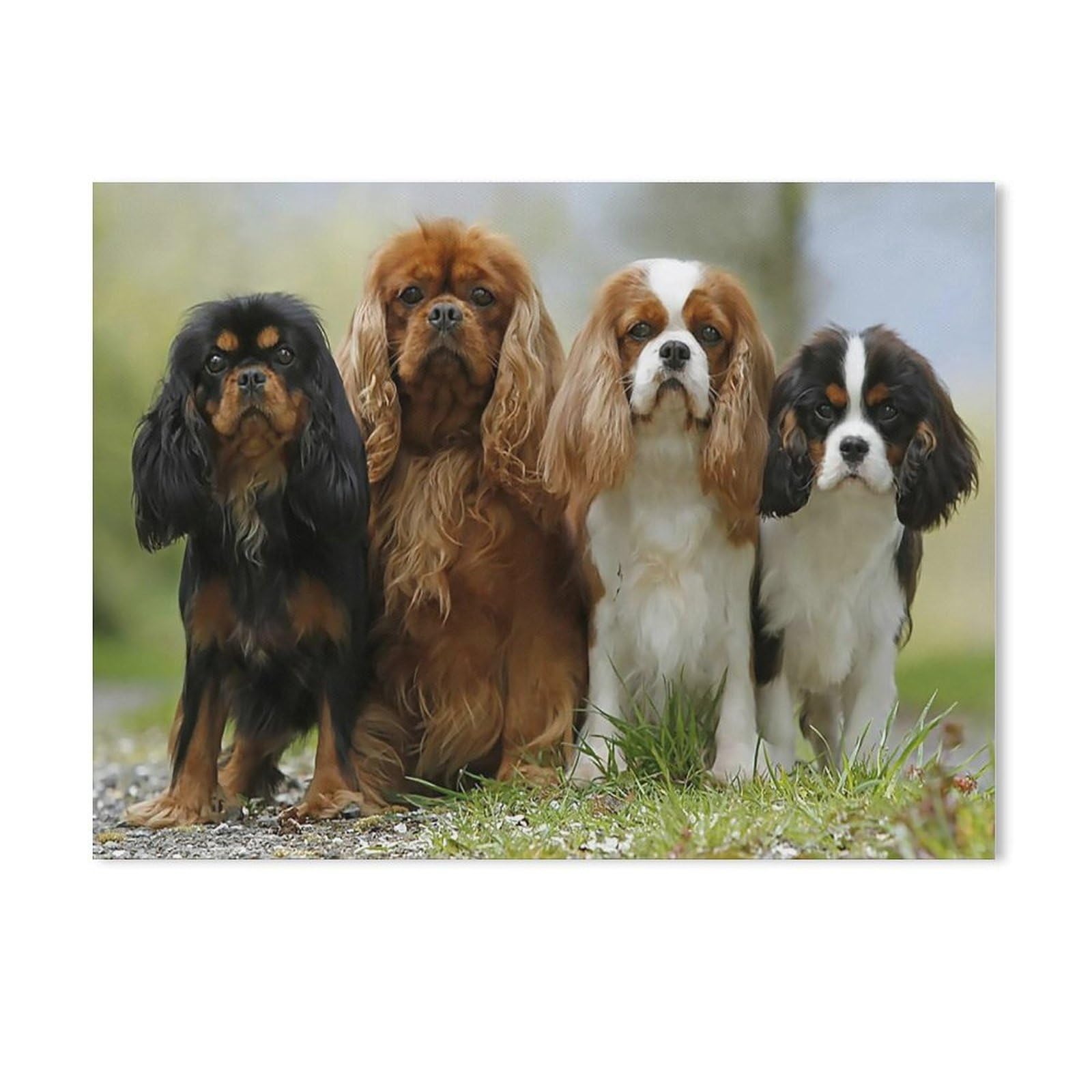 Gsbrsnts A11 Paint By Numbers，Cavalier King Charles Spaniel Animal，Landscape Kit For Adults Beginner Diy Oil Painting(40X50cm-H2