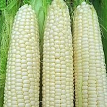Hickory King Corn Seeds 20+ Seeds | Non GMO | Vegetable Fruit Herb Flower Seeds for Planting | Home Garden Greenhouse Pack