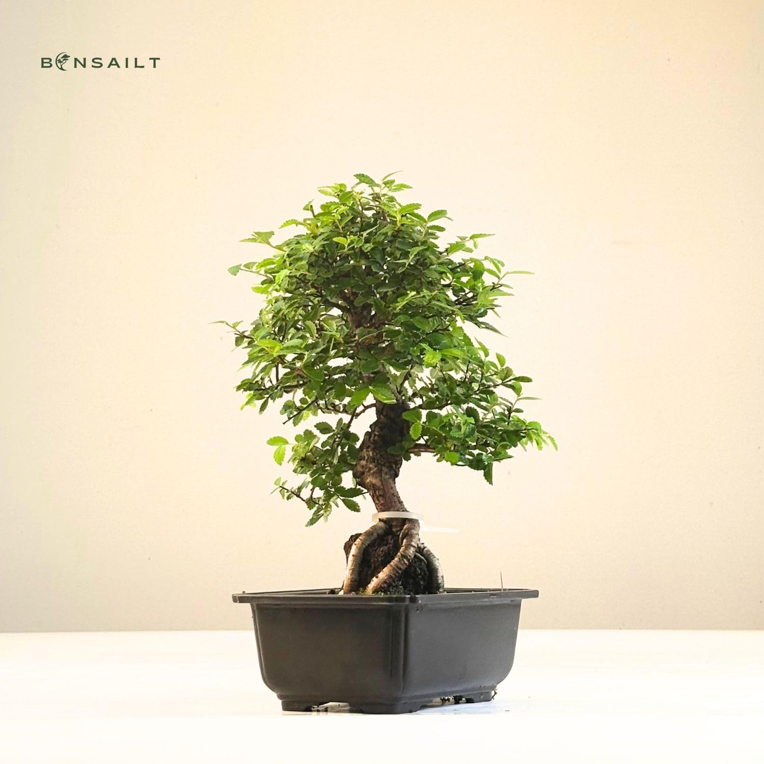 Ulmus parvifolia Bonsai auf Naturfelsen – Japanischer Import – Kunstvoll gewachsener Bonsai in Kunststoffschale – Rarität für Sammler.