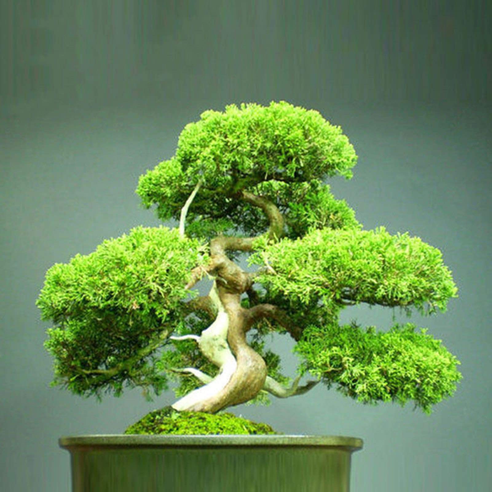 TYXZ 20Pcs Japanese White Pine Pinus Parviflora Green Plants Mini