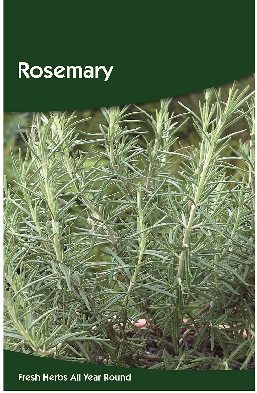 VibeX Rosemary Herb Seeds-100 Seeds (B0BBGTPM1G) Amazon Price History, Amazon Price Tracker