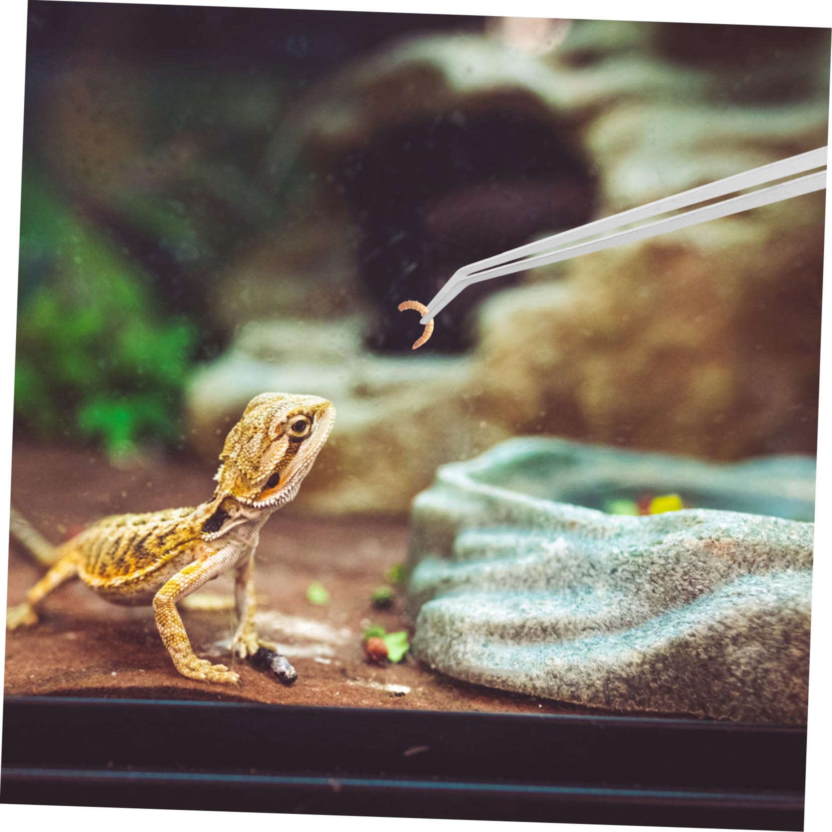 Didiseaon 2piezas Pinzas Para Reptiles y Peces Extralargas Unidades Mango Accesorio De Alimentación