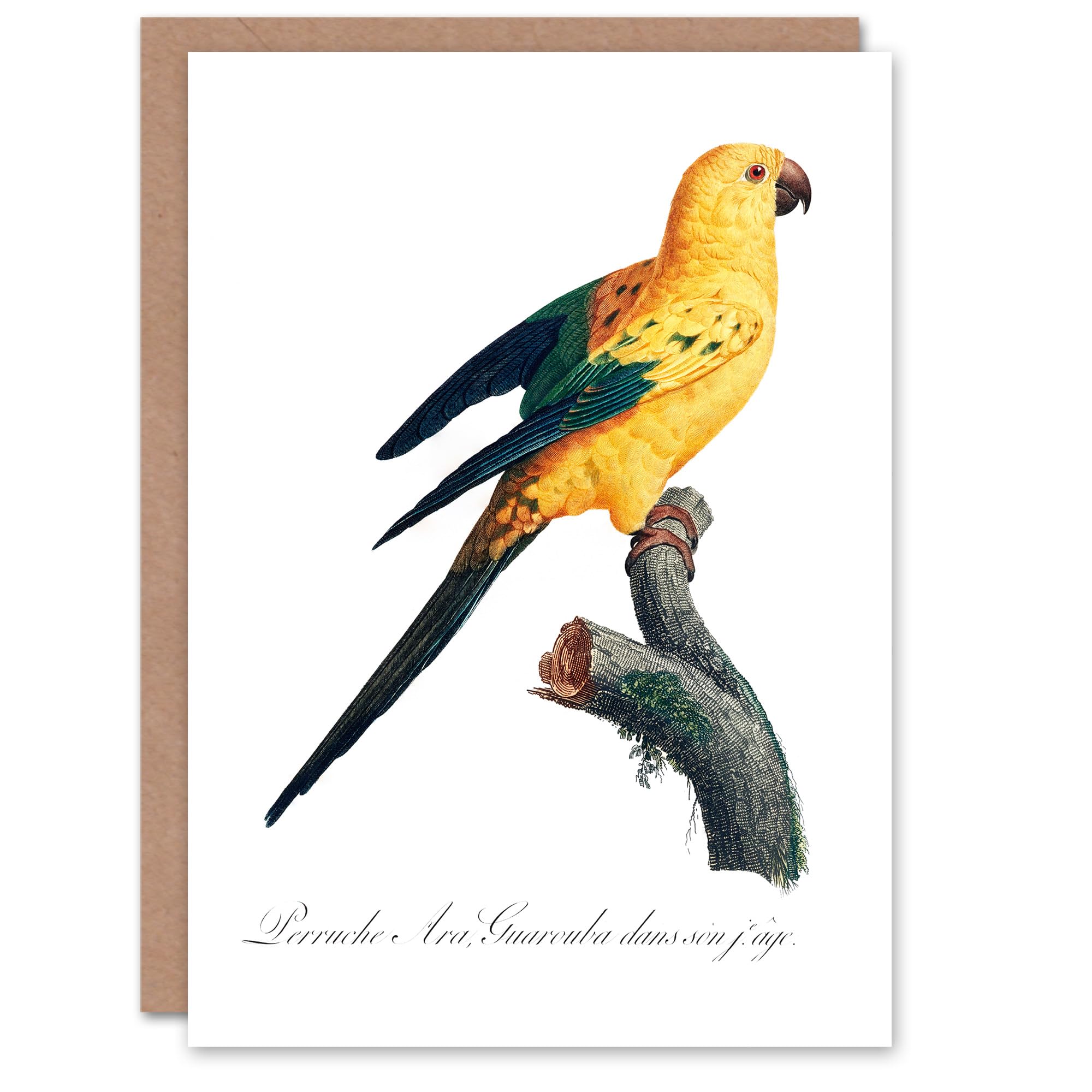 Artery8 Francois Levaillant Art Card Female Sun Parakeet Bird