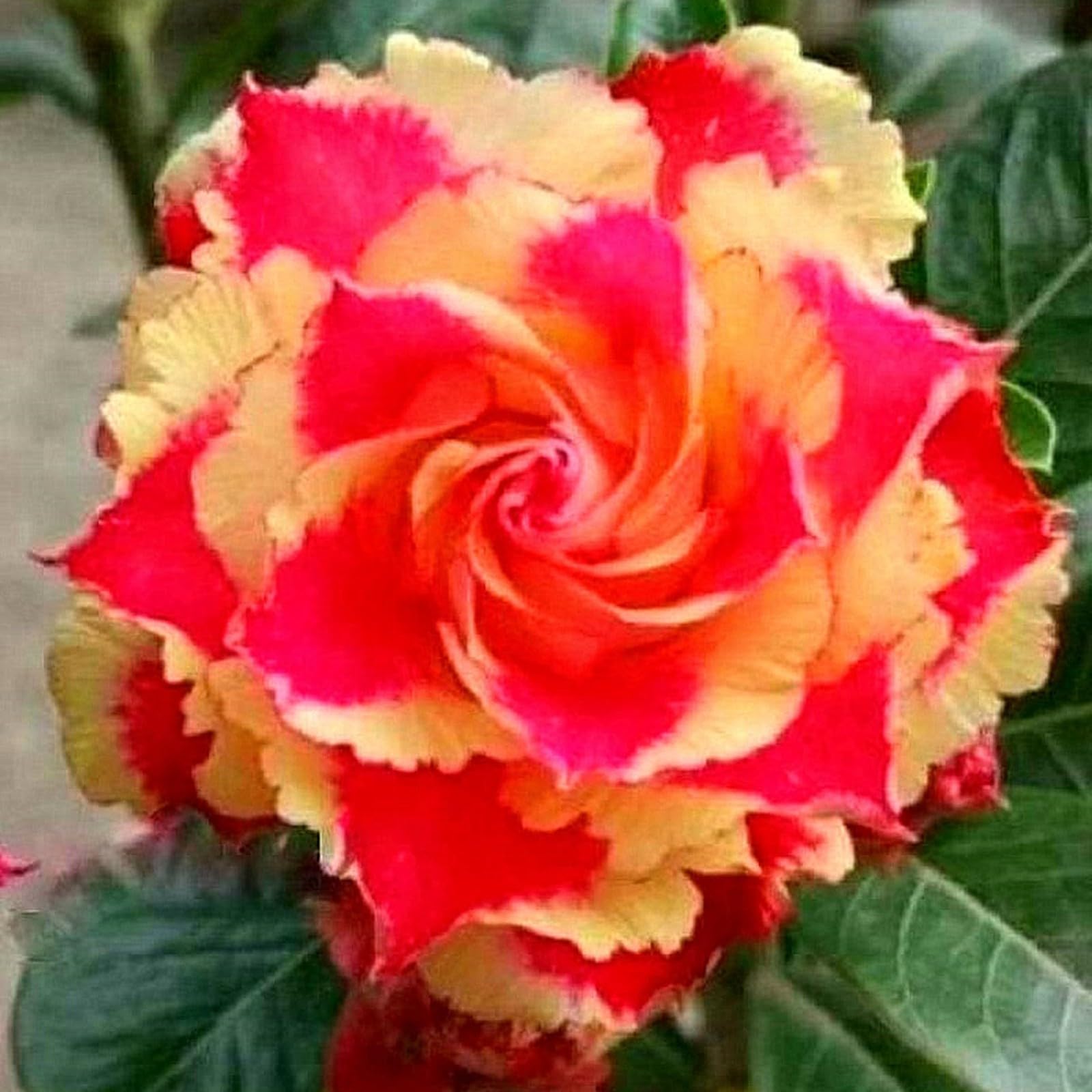 Desert Rose Bulbs for Planting,Excellent Display Indoor Perennial,Desert Rose Bulbs Mix,Desert Rose Tubers UK,Greening Flower,Flowering Rhizome,Balcony Garden Bulbs.-1bulb-E