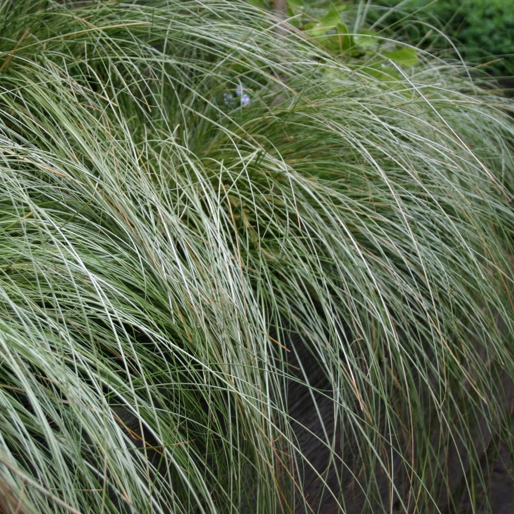 Carex comans ‘Frosted Curls’ | Ornamental Grass Plant | Silvery Green Foliage for Borders, Pathways & Containers | Low Maintenance Perennial 9cm Pot x2 by Thompson & Morgan