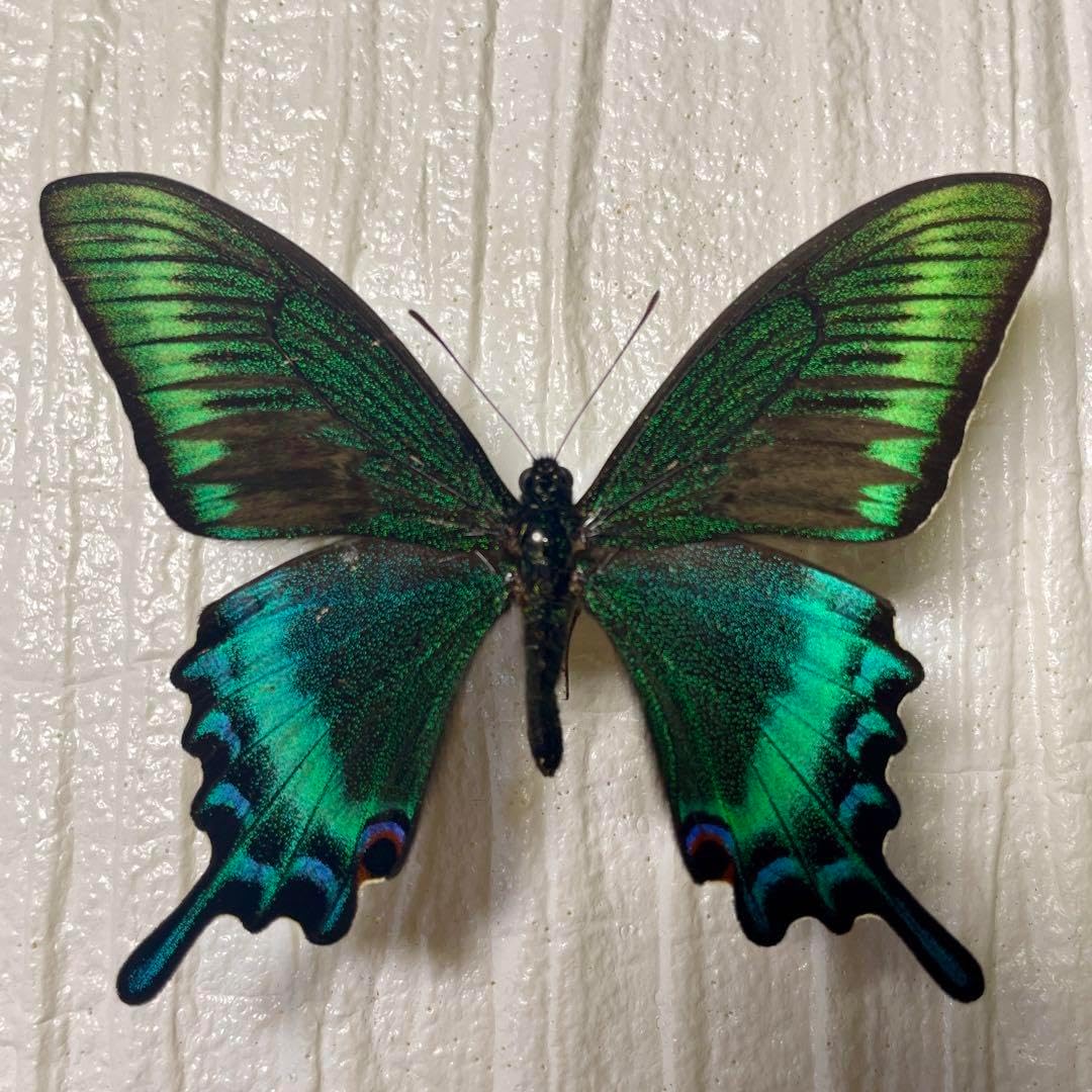 北海道産 ミヤマカラスアゲハ オス 1匹 異常型】ミヤマカラスアゲハ