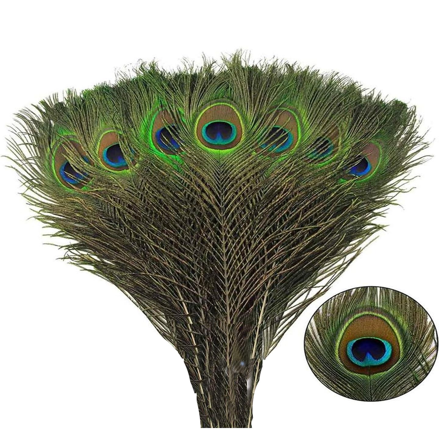 Achleshwar Real Peacock Feather Original Feathers morpankh for Craft Floral Flowers Items Home Decoration, Wedding, House Decor (20 Pcs Feather)-picture-28