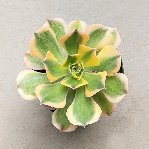 Miniatura 4 de Aeonium Sunburst - Suculenta abigarrada (4 pulgadas)