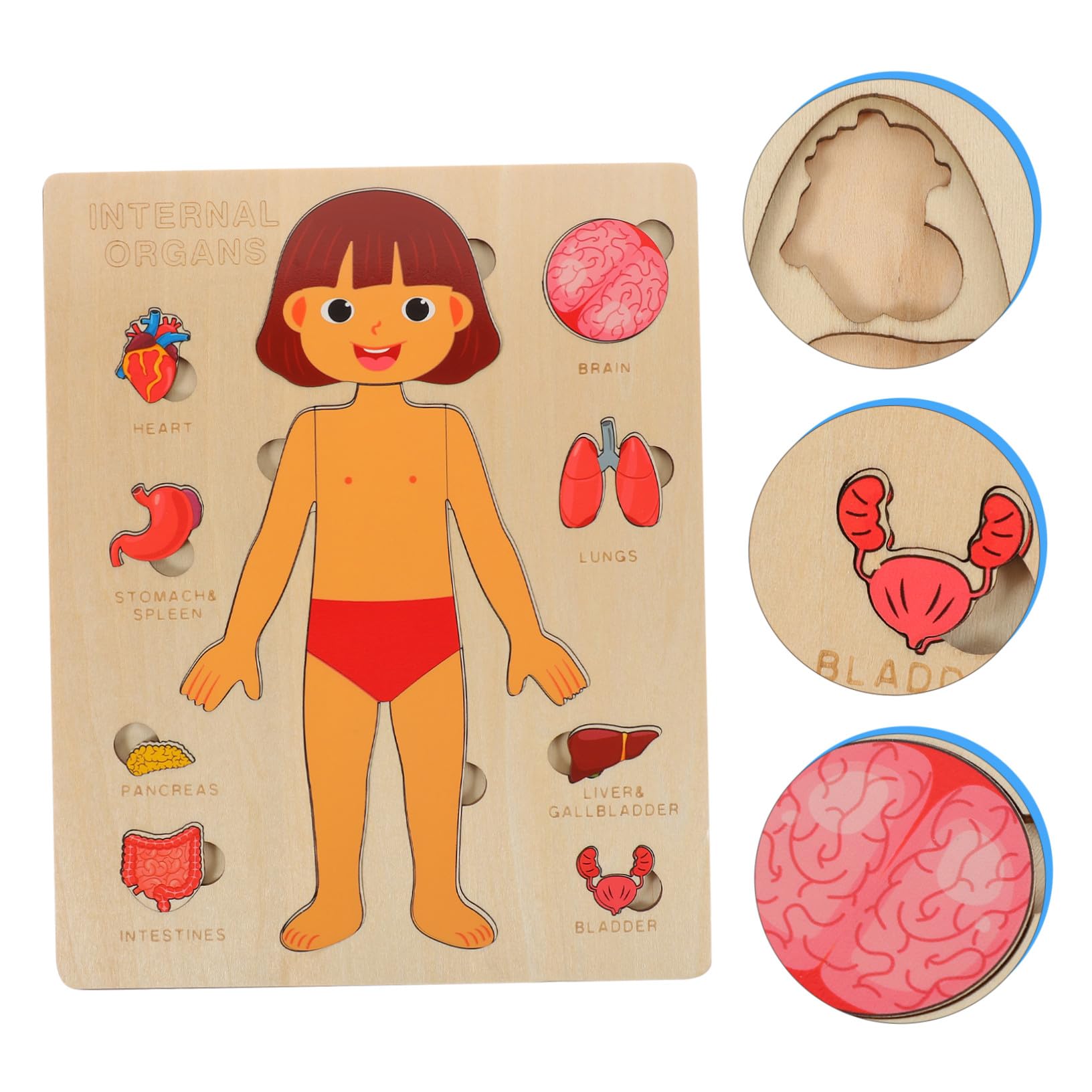 Puzzle Anatomia Umana in Legno per Gioco Educativo Organi del Corpo Didattico per Ragazzo e Aiuto Insegnamento Scuola Sviluppo Coordinazione e Memoria