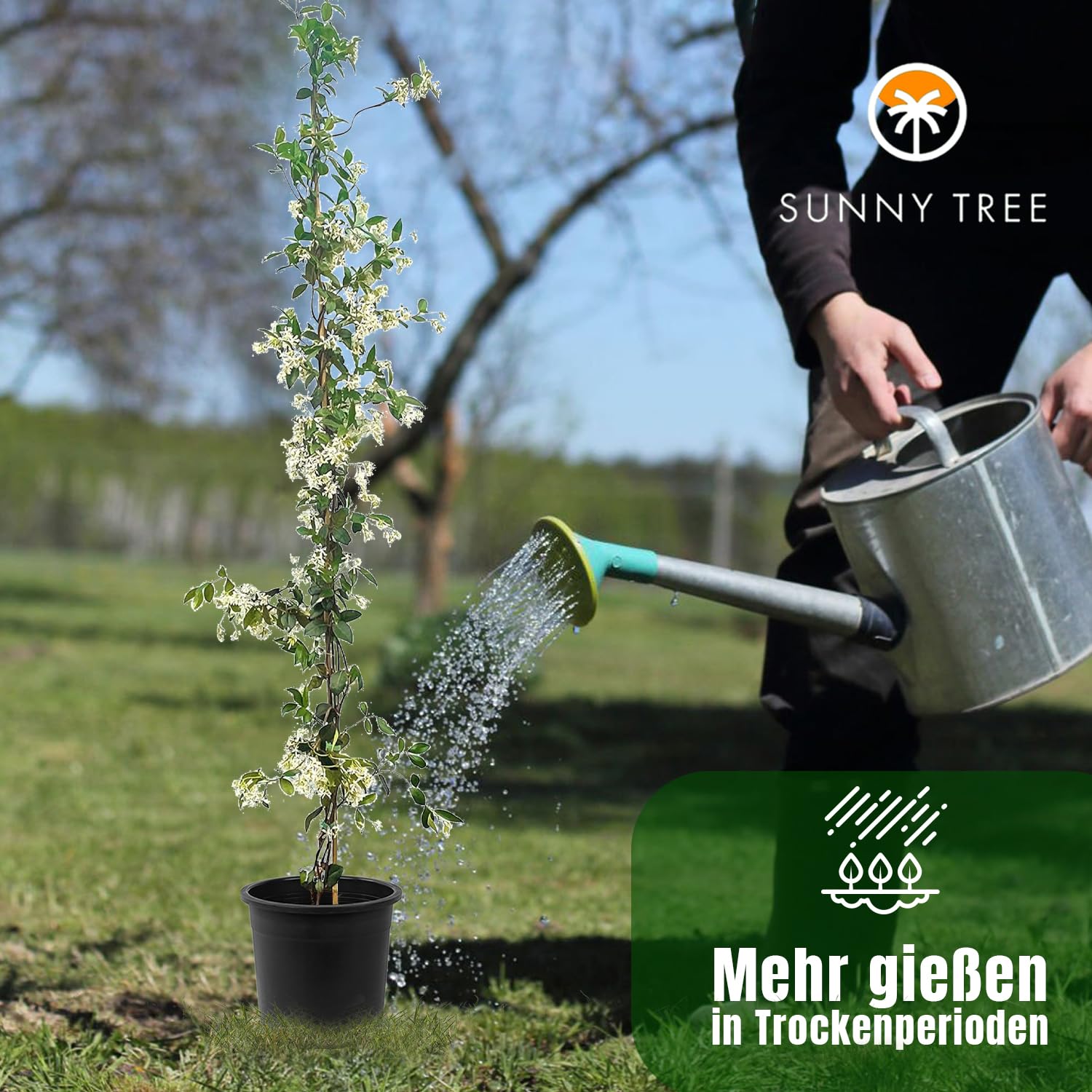 Sunny Tree - 2 szt. jaśmin - toskański jaśmin - Trachelospermum Jasminoides - 120 cm - Roślina pnąca - Mrozoodporna - A+