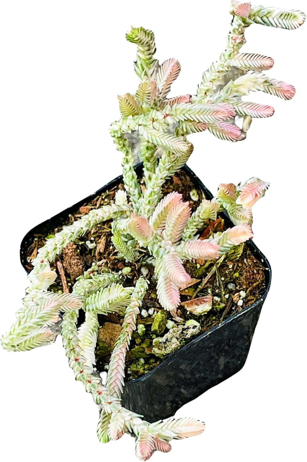 Cactus y Suculentas