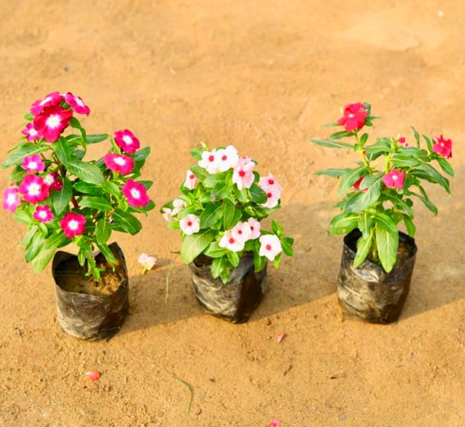 Sadabhar Periwinkle Live Plant Set of 3, Pink Red White, Catharanthus Vinca Rosea, Indoor Outdoor, All-Season Blossoms, 3 Count-image-34