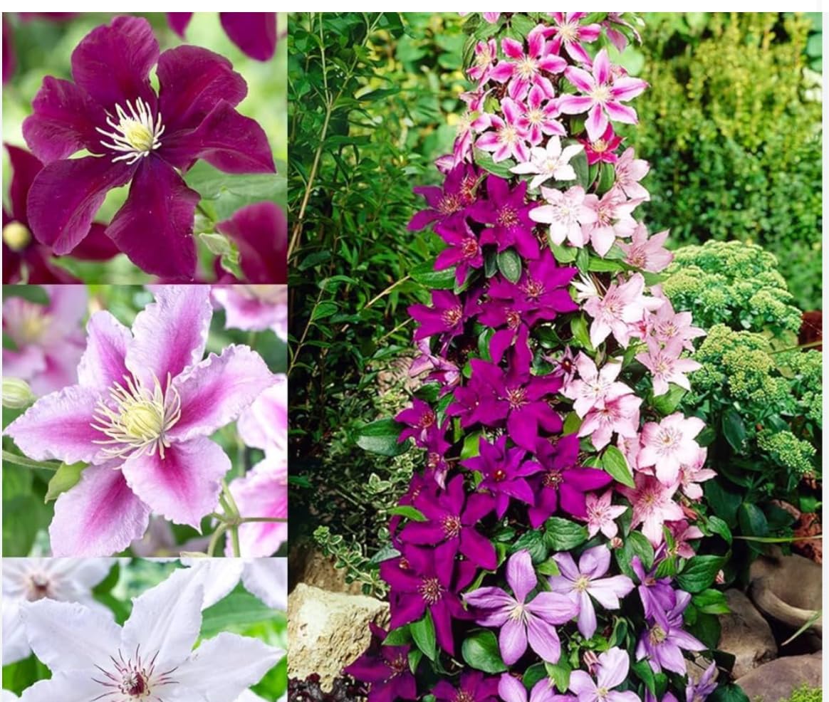 Clematis grimpante Terre di Romagna magnifique plante italienne de 140 cm