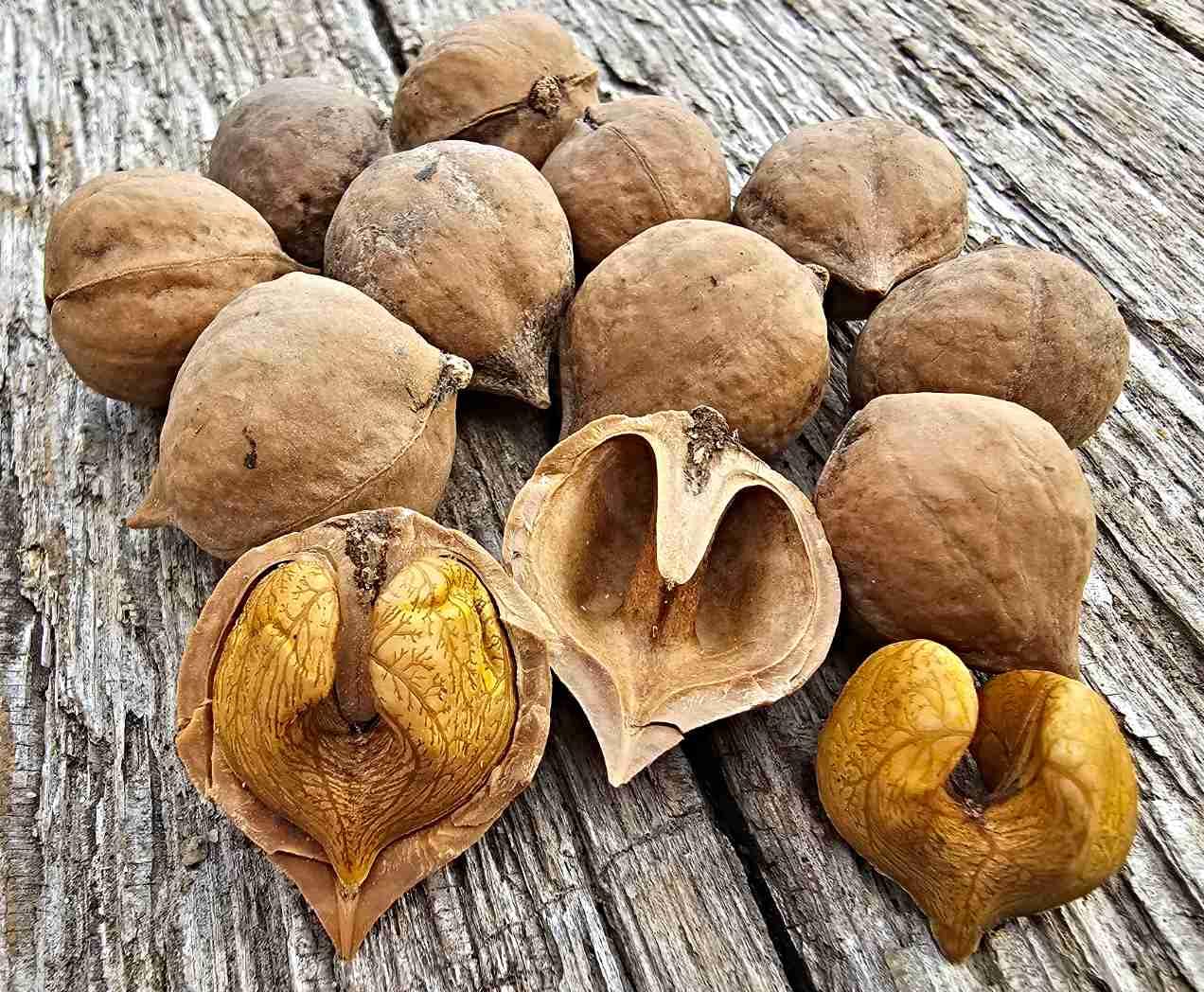 Herznuss Samen, japanische Walnuss, SEHR SELTEN (50 Samen)