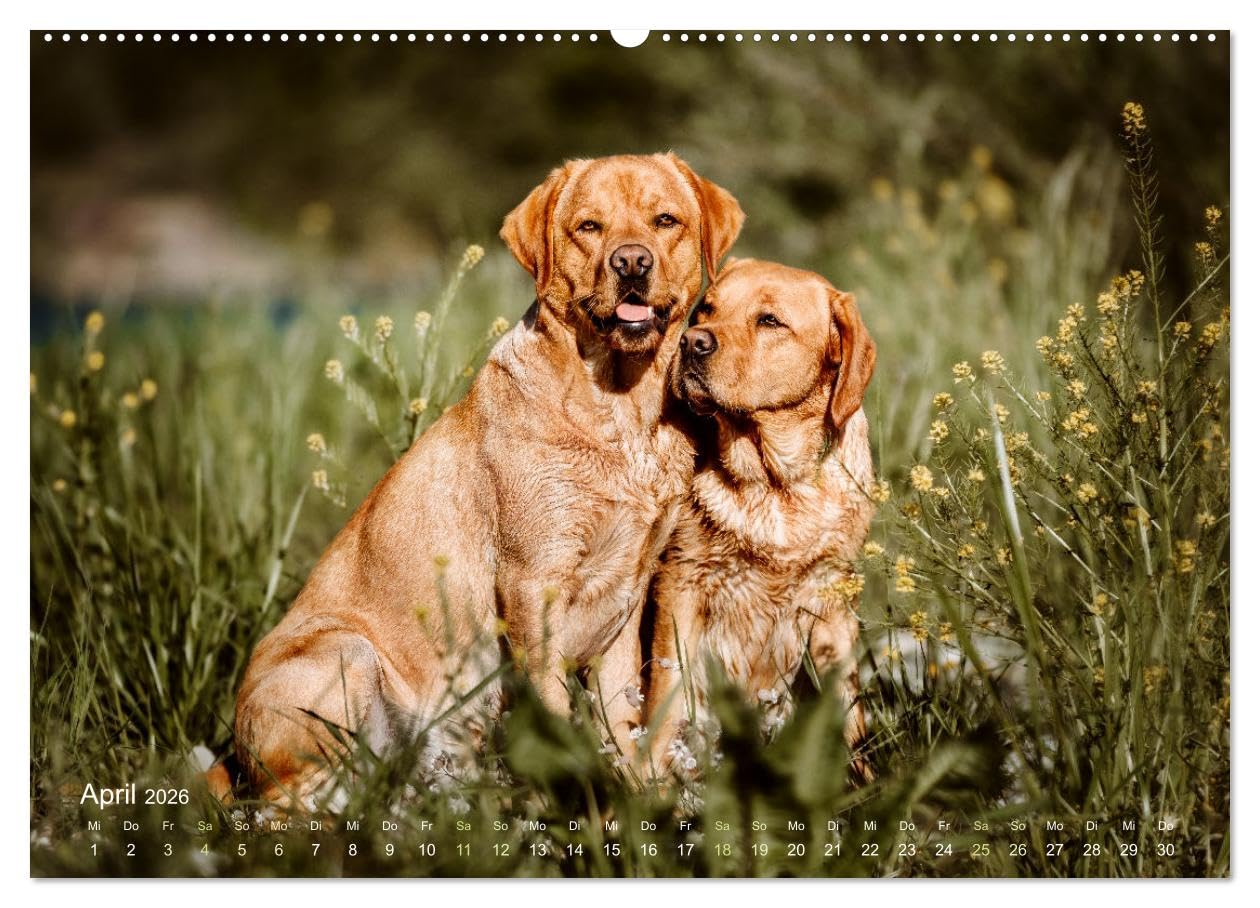 Verzauberung Labrador Retriever 2026 (Wandkalender 2026 DIN A2 quer), CALVENDO Monatskalender