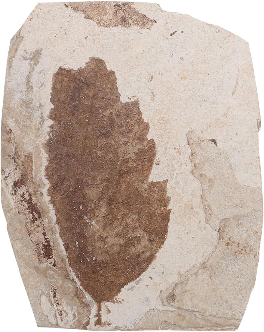 iplusmile 1PC Decorative Plants Fossilized Leaf Science Teaching Collection Specimen for Students