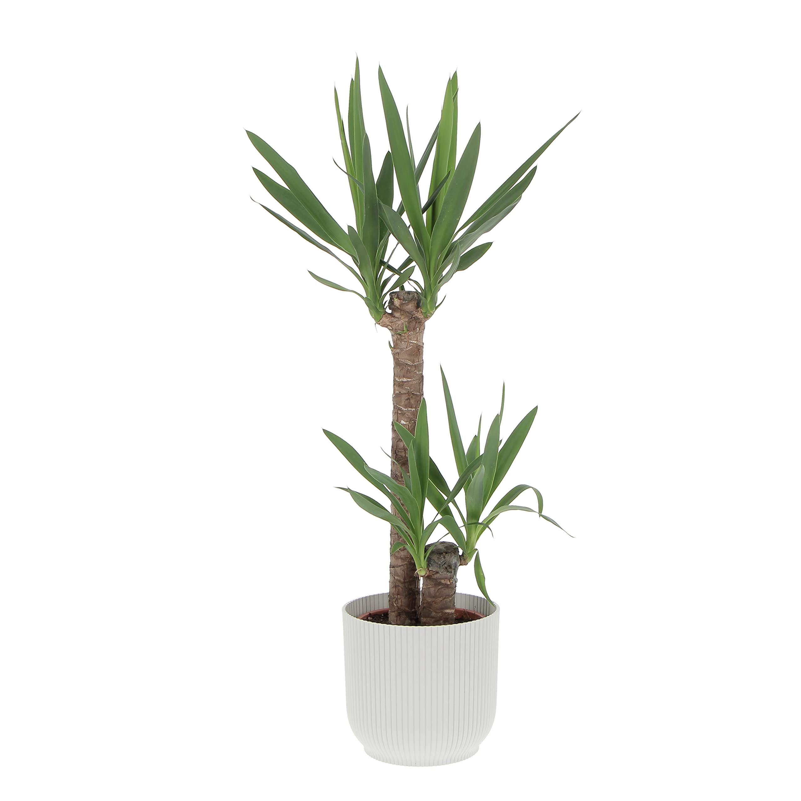 Kentis - Yucca - Tronchetto della Felicità - Piante Vere Grasse Succulente da Interni - Pianta Ornamentale da Appartamento - H 80-90 cm Vaso Ø 19 cm