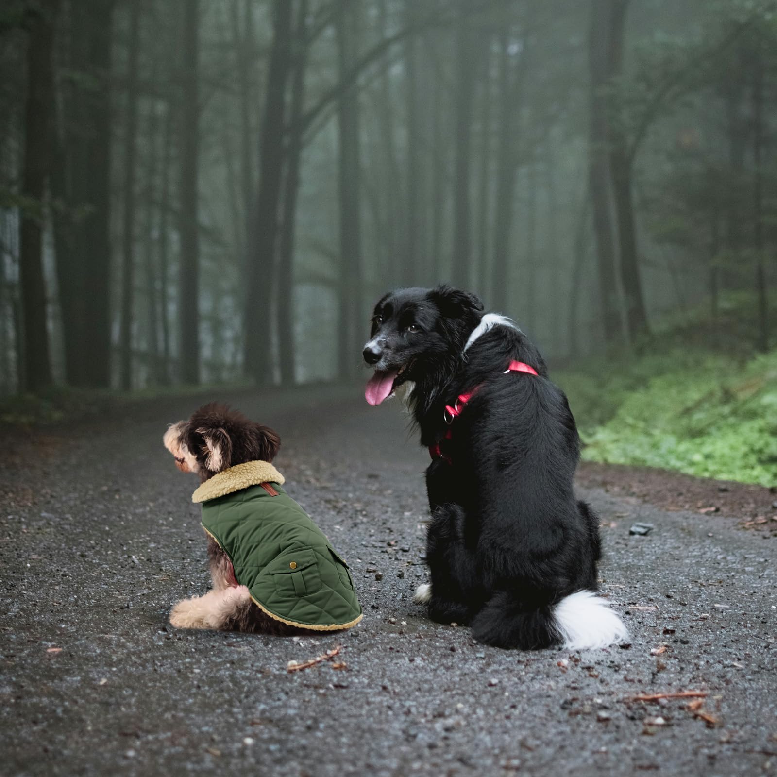 Queenmore Abrigo Perro Pequeño Abrigo Impermeable Perro Abrigo para Perros Invierno Ropa Perro Chaqueta Perro Caldo para Teckel Bulldog Frances, Verde, S