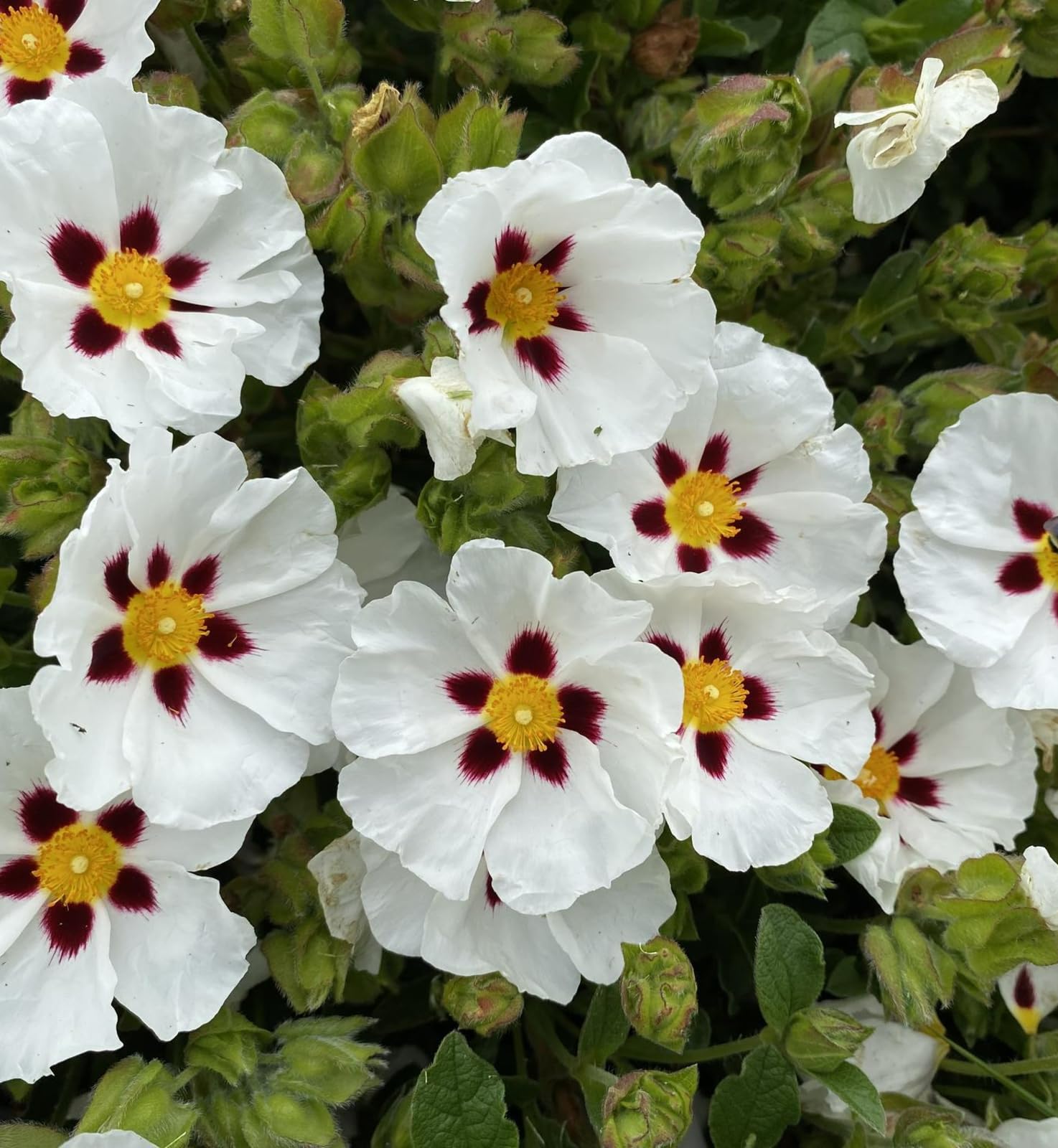 Carbeth Plants Cistus Snowfire Rock Rose Plant 4 x 9cm Pots