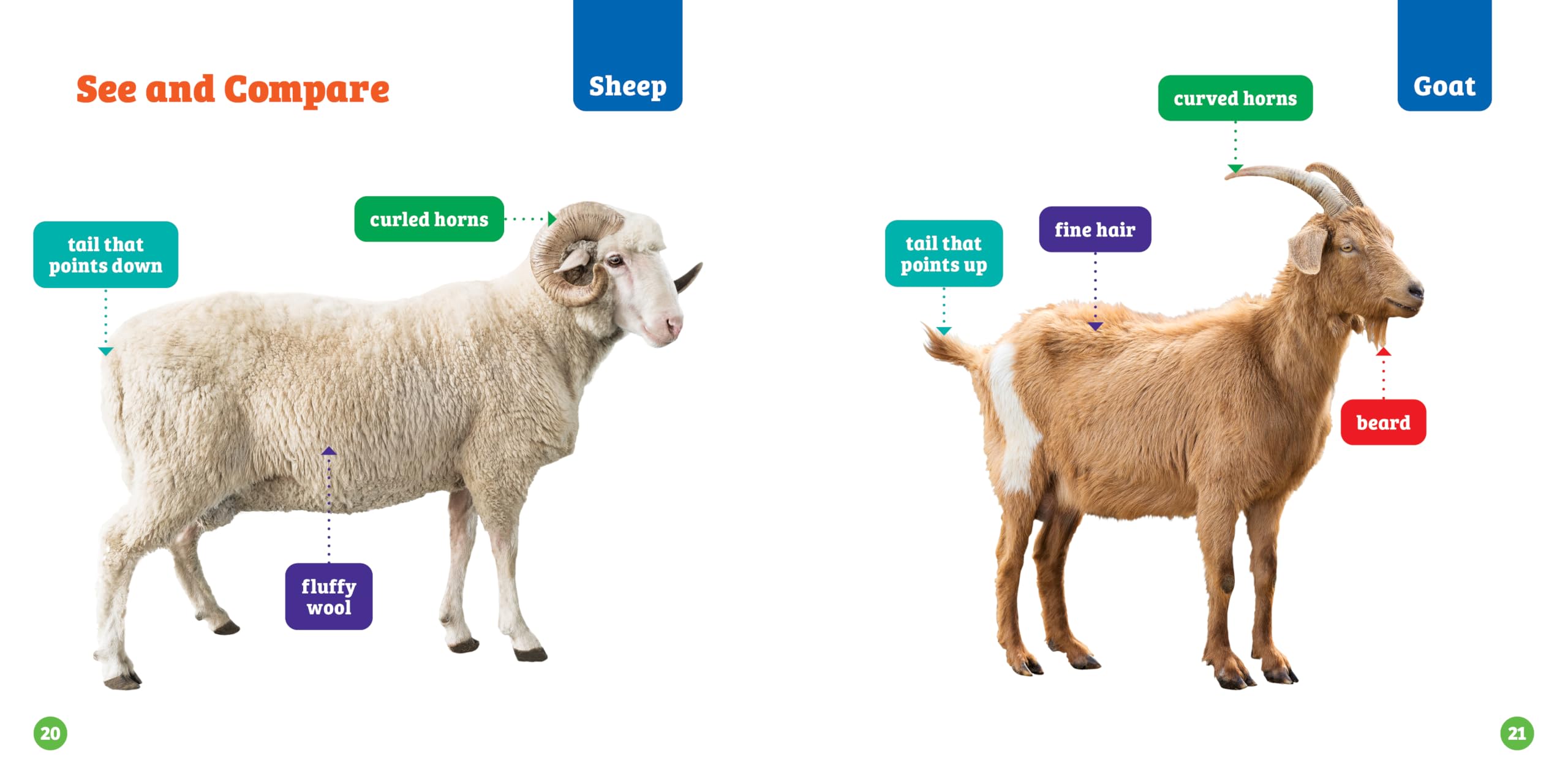 Sheep or Goat? (Spot the Differences)