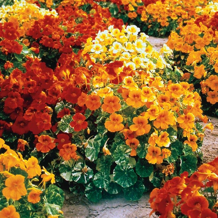 Park Seed Alaska Nasturtium Seeds