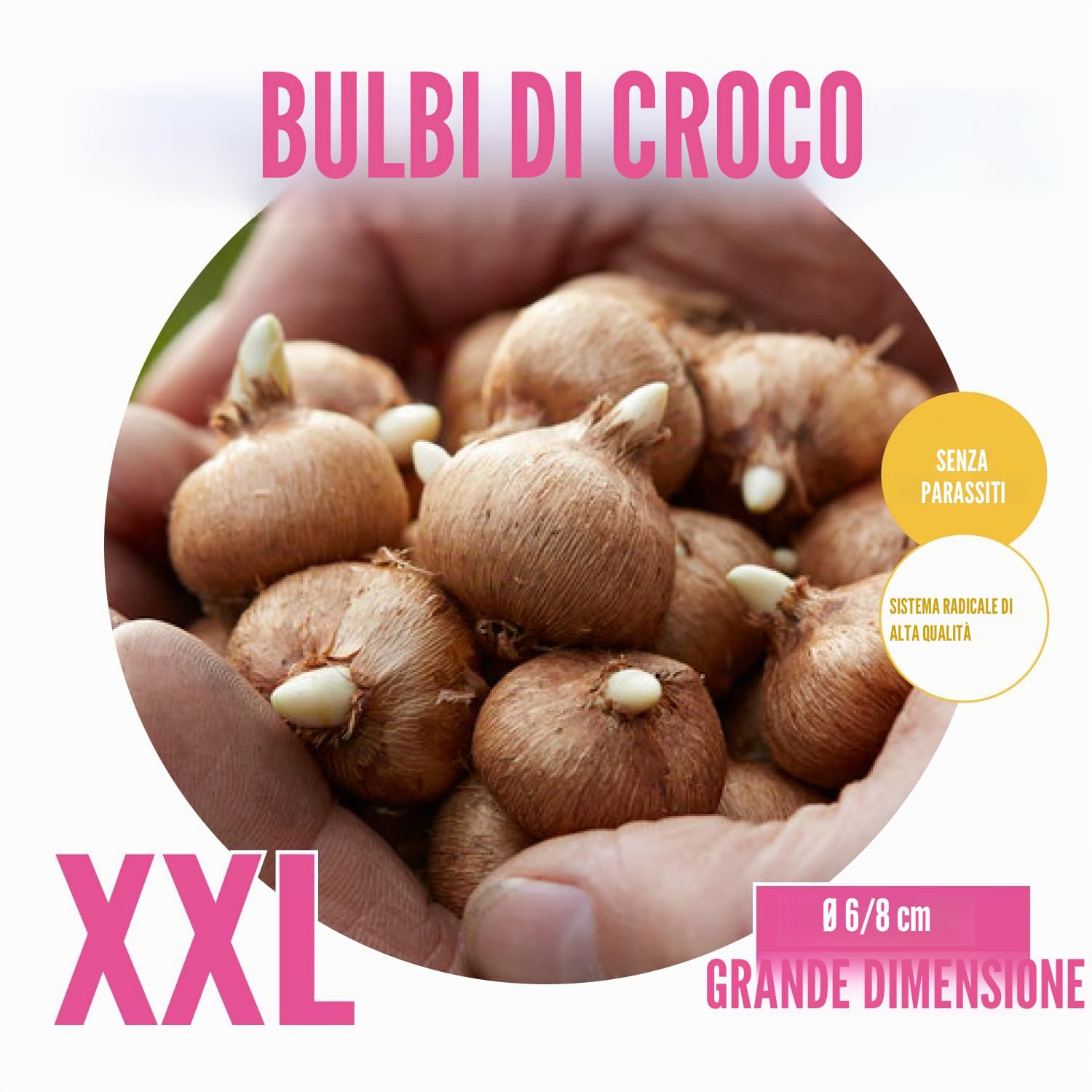 Collezione gigante di bulbi di crocus (100 bulbi/5 varietà), miscela perenne e resistente al freddo dall'Olanda, ideale per un paradiso fiorito in giardino (nessun seme)