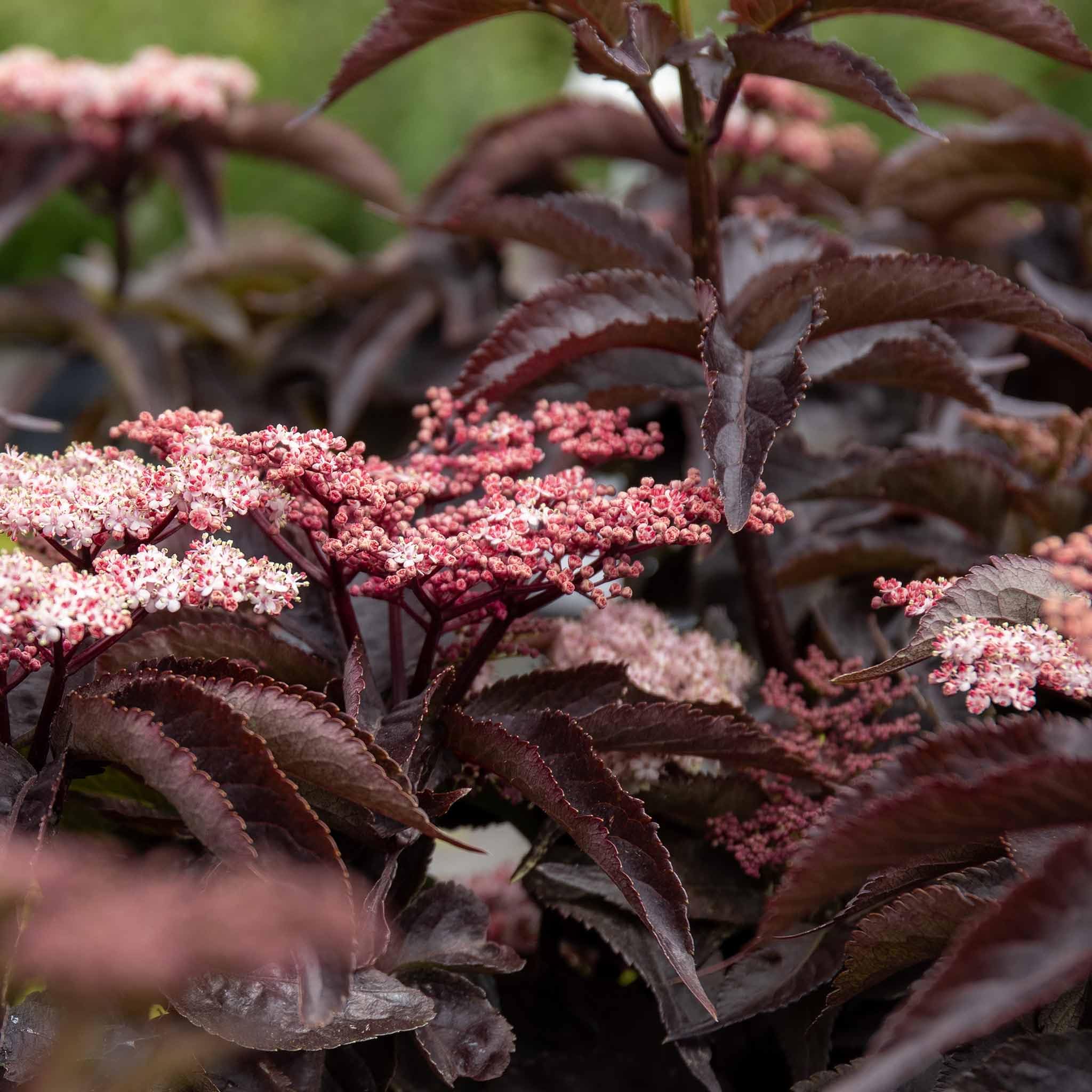 Marshalls Garden Sambucus nigra 'Black Tower' Compact Upright Elder Shrub for Borders