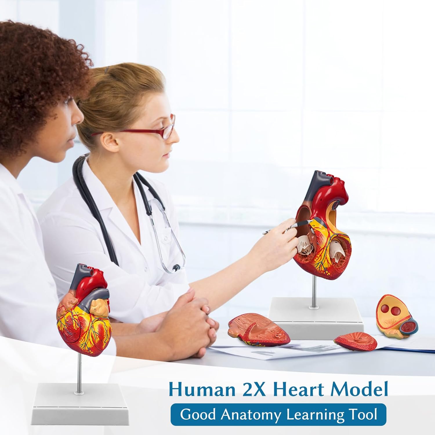SFXYJ 2X Enlarged Anatomical Heart Model,4-Part Removable with Ventricles Atria Valves Veins Artery 49 Anatomy Structures Number Manual Magnets Display Base for Science Classroom and Cardiology Study