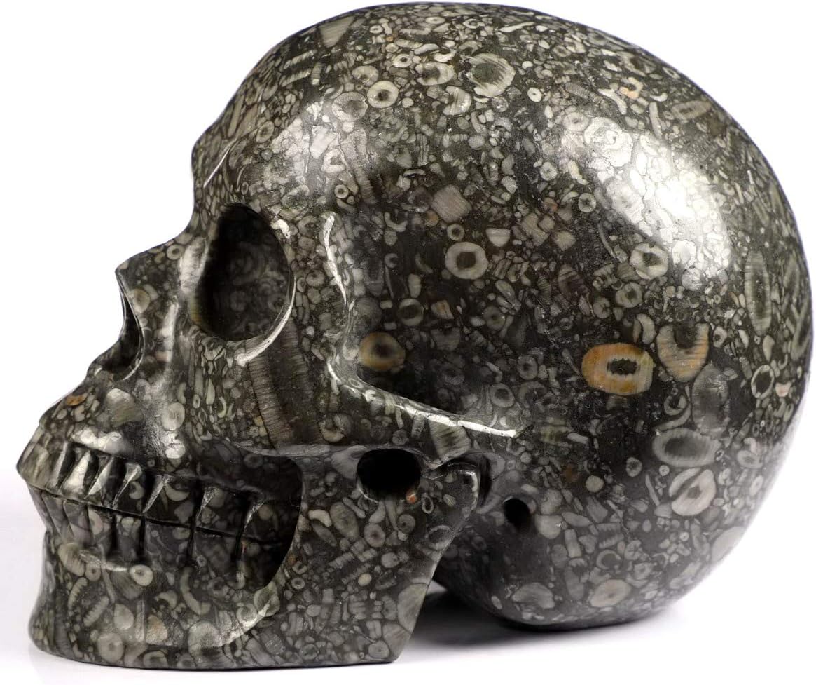 Amazon Co Jp Skullis 5インチ クリノイド化石クリスタルスカル 手彫りの宝石ファインアート彫刻 レイキヒーリングストーン像 ホーム キッチン