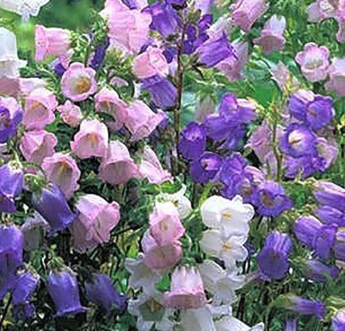 Canterbury Bells Mix - 1200 Semillas