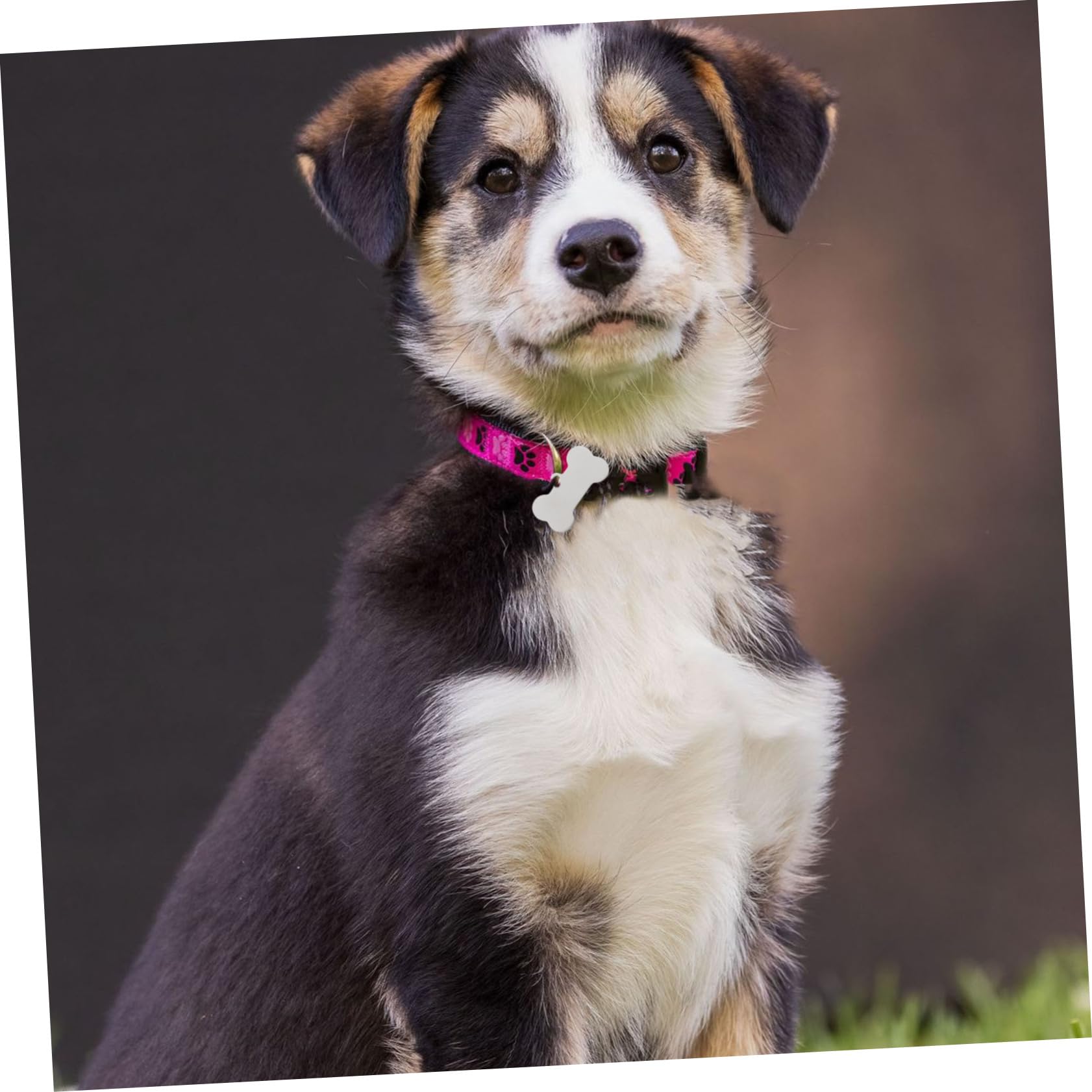 25pezzi Targhette Identificative Per Animali in Acciaio Inossidabile Forma Di Osso Incisibili Resistenti Per Cani e Gatti Marcatori Per Nomi