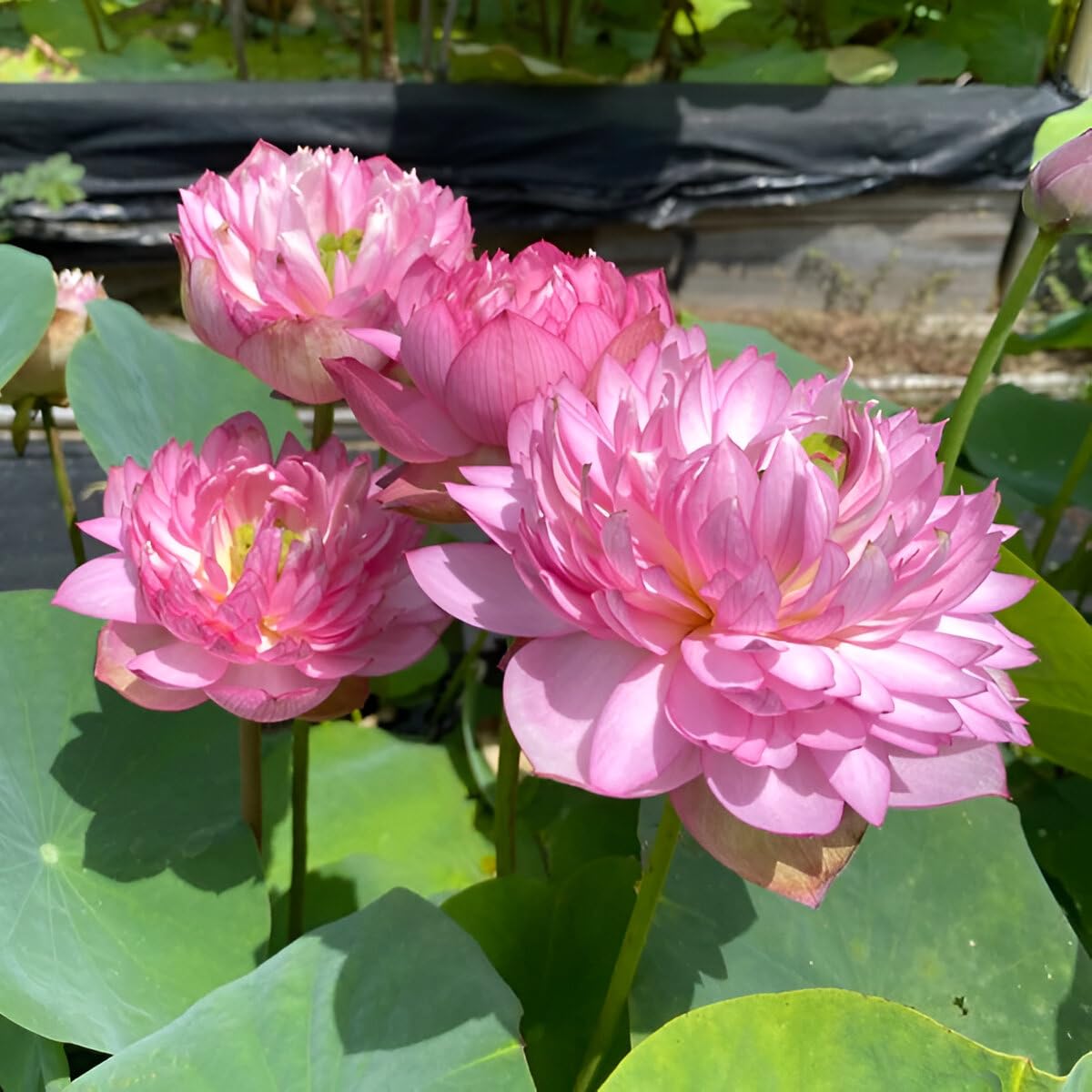 SEILOZBUNIA Guarante Blooming''ULTIMATED THOUSAND Petal Double Lotus'' Live Plant (TUBER/Root) With in 30 Days BIG Hybrid Water Lotus