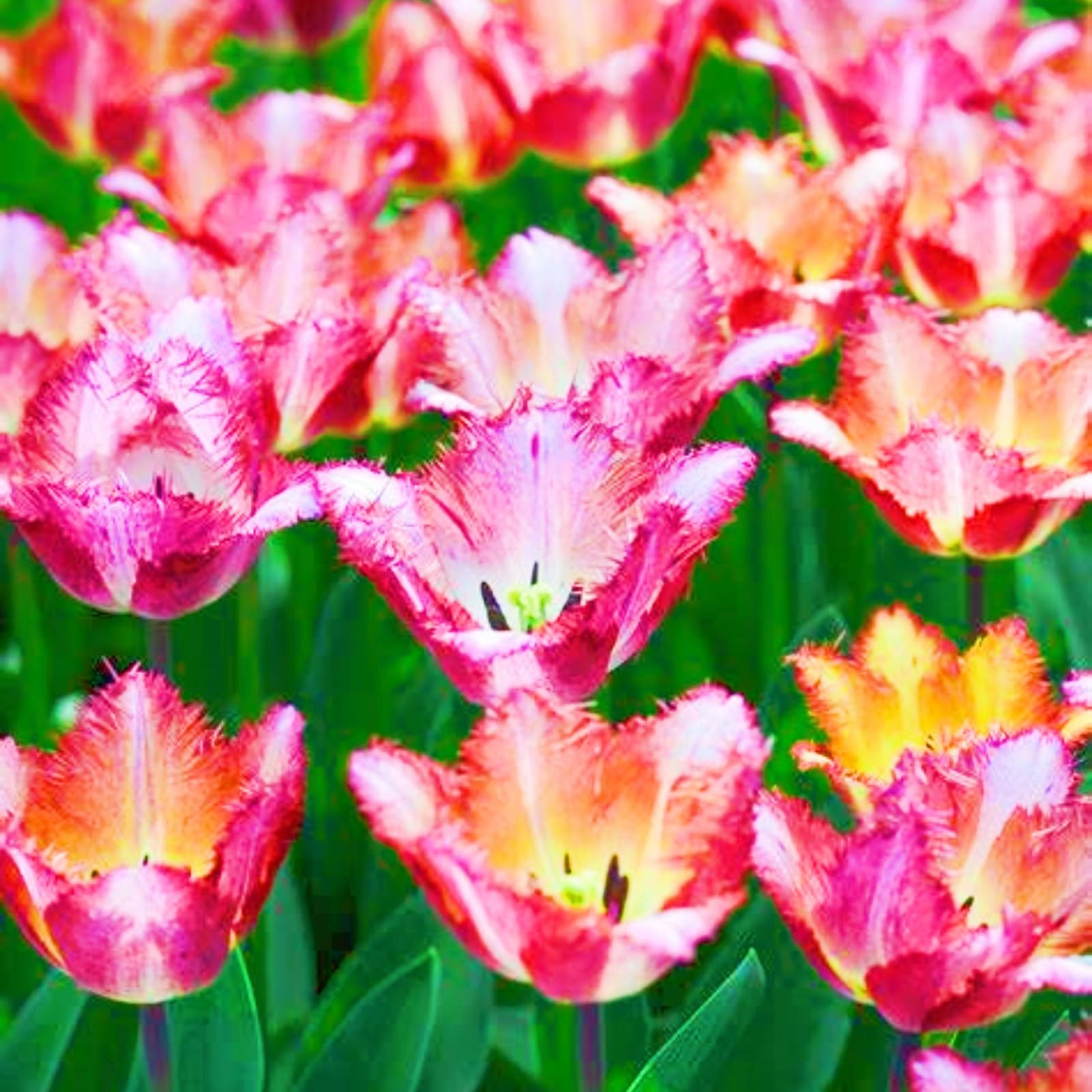 Surprise Gift Tulip Bulbs UK Tulip Bulbs Garden Flowers/Hardy Perennial/Wedding Flowers-20bulbs-e