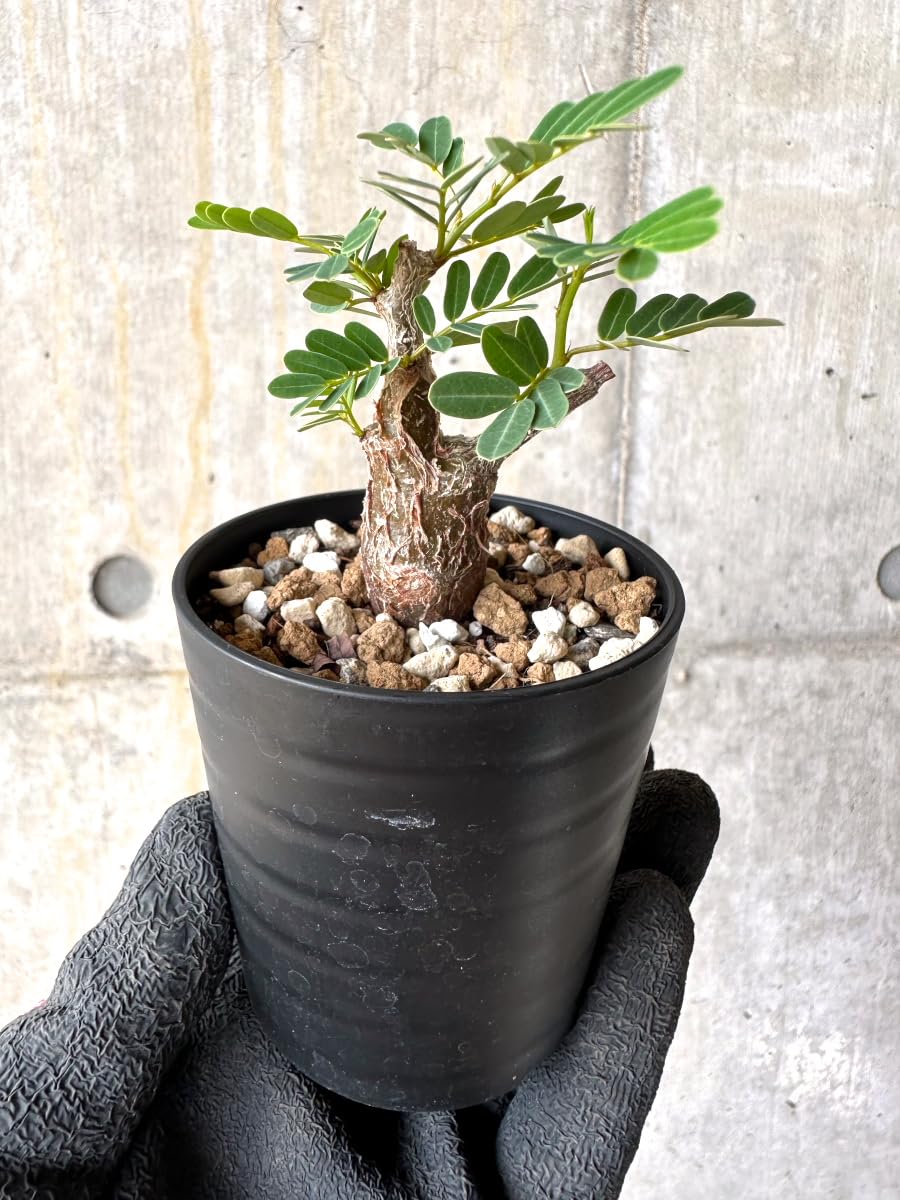 Amazon｜【現品限り】センナ・メリディオナリス 実生【H40