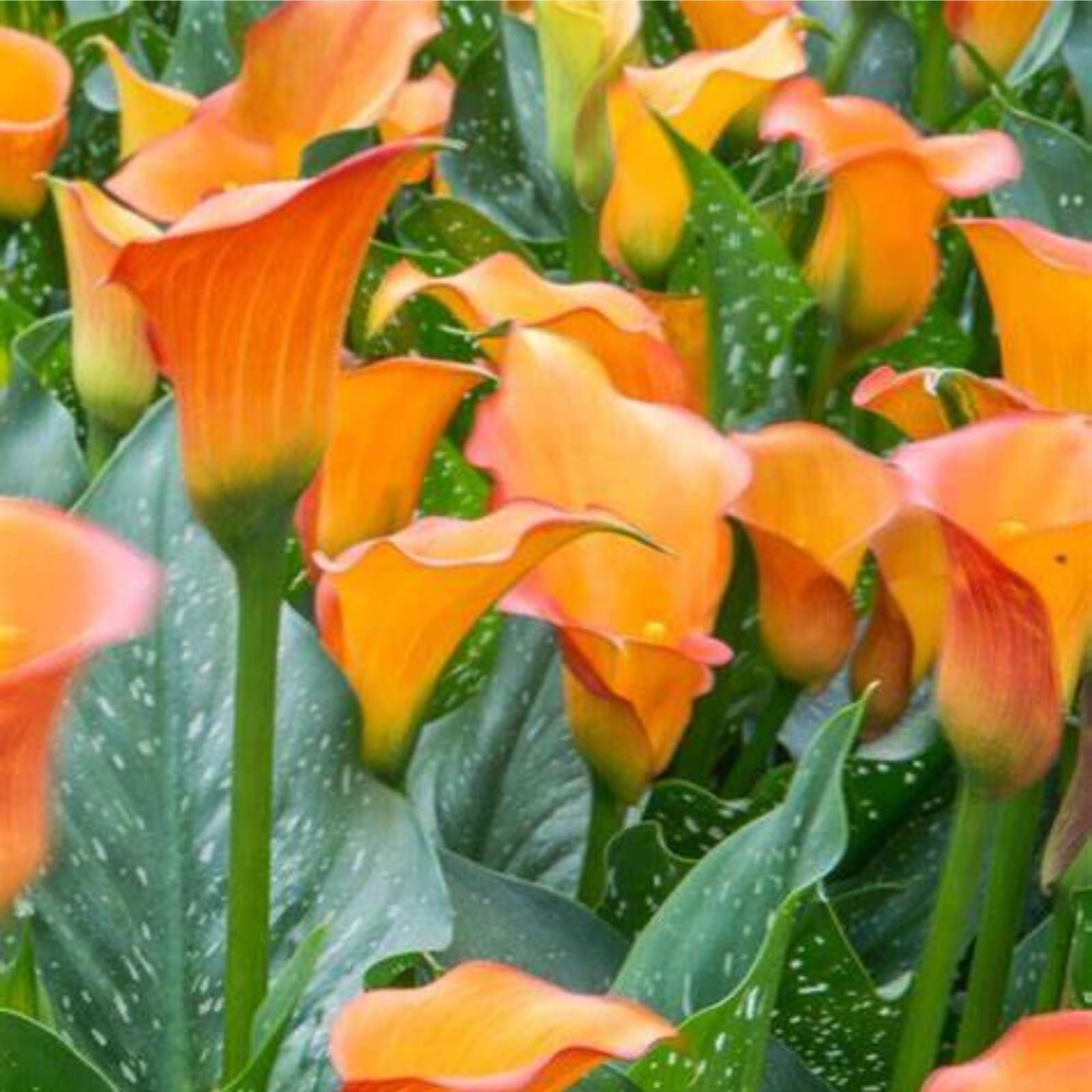 Calla Lily Bulbs,Garden Flowers,Calla Lily Bulbs for Planting Now UK,Plant Bulbs,Hardy Perennial,Wedding Flowers,Cut Flowers,Strong Plants That Grow Well-4bulbs-B